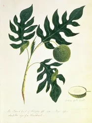 De Broodvrucht van Otahytey, 1792